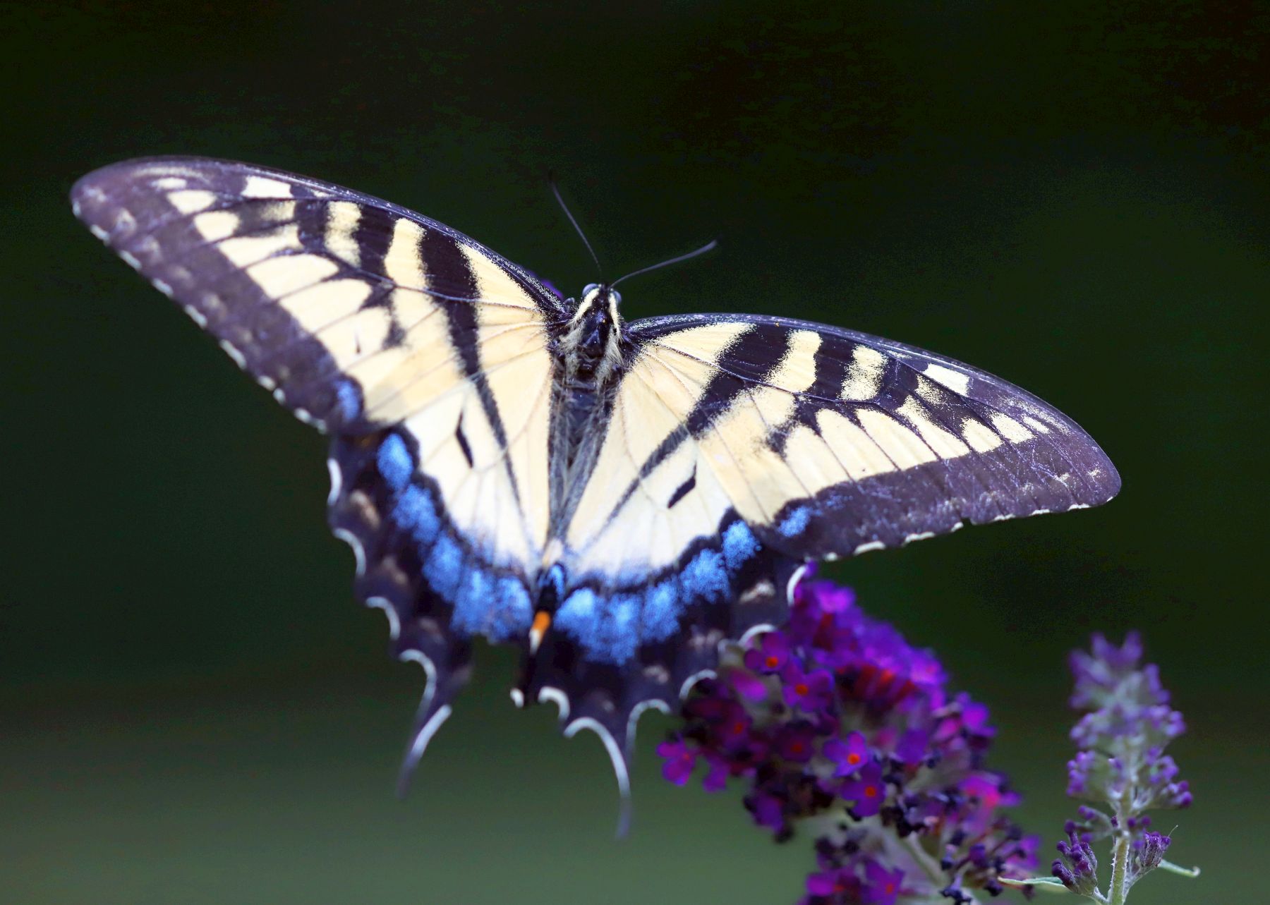 Swallowtail