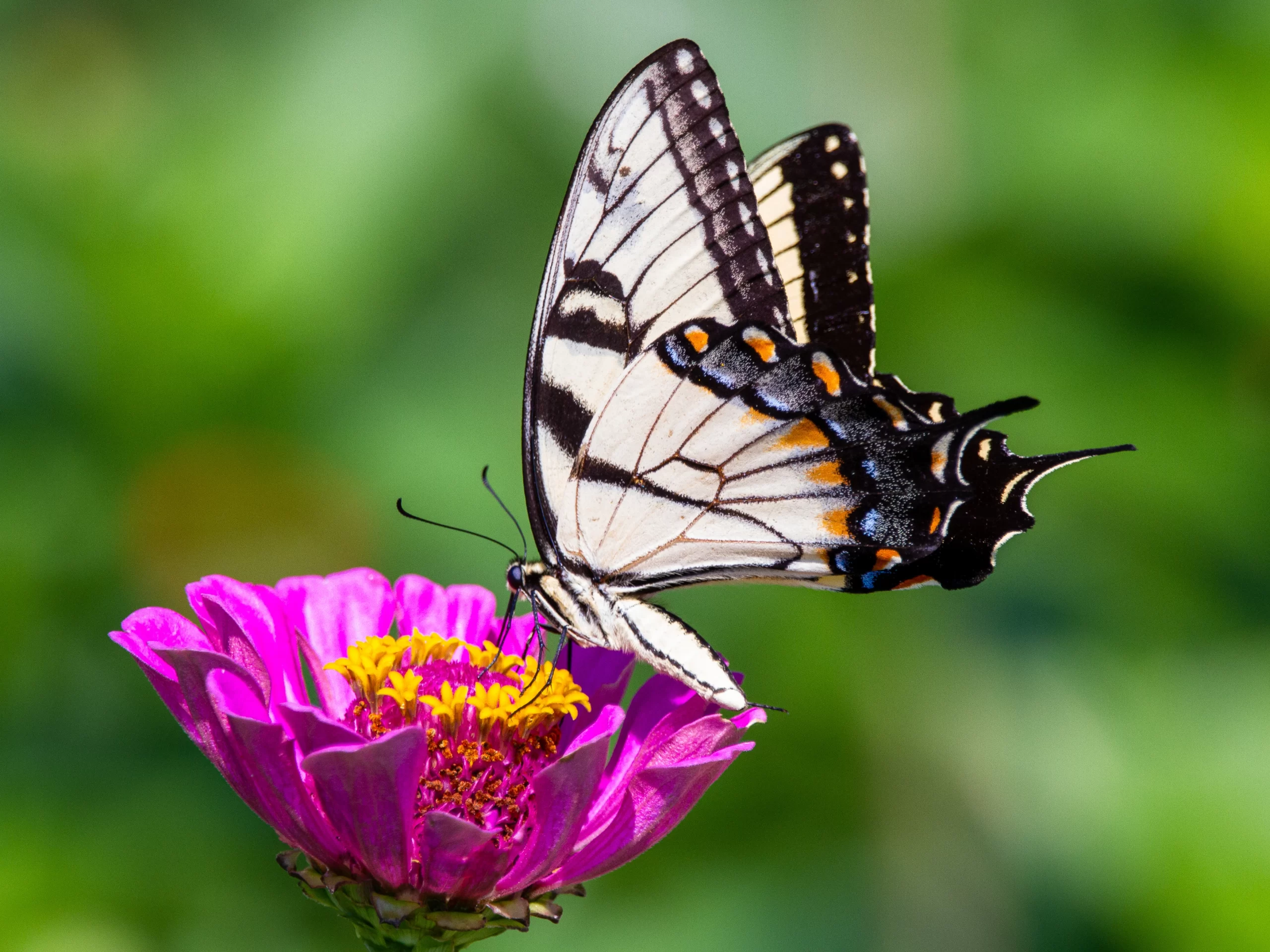 Eastern Tiger Swallowtail butterfly on a Zinnia