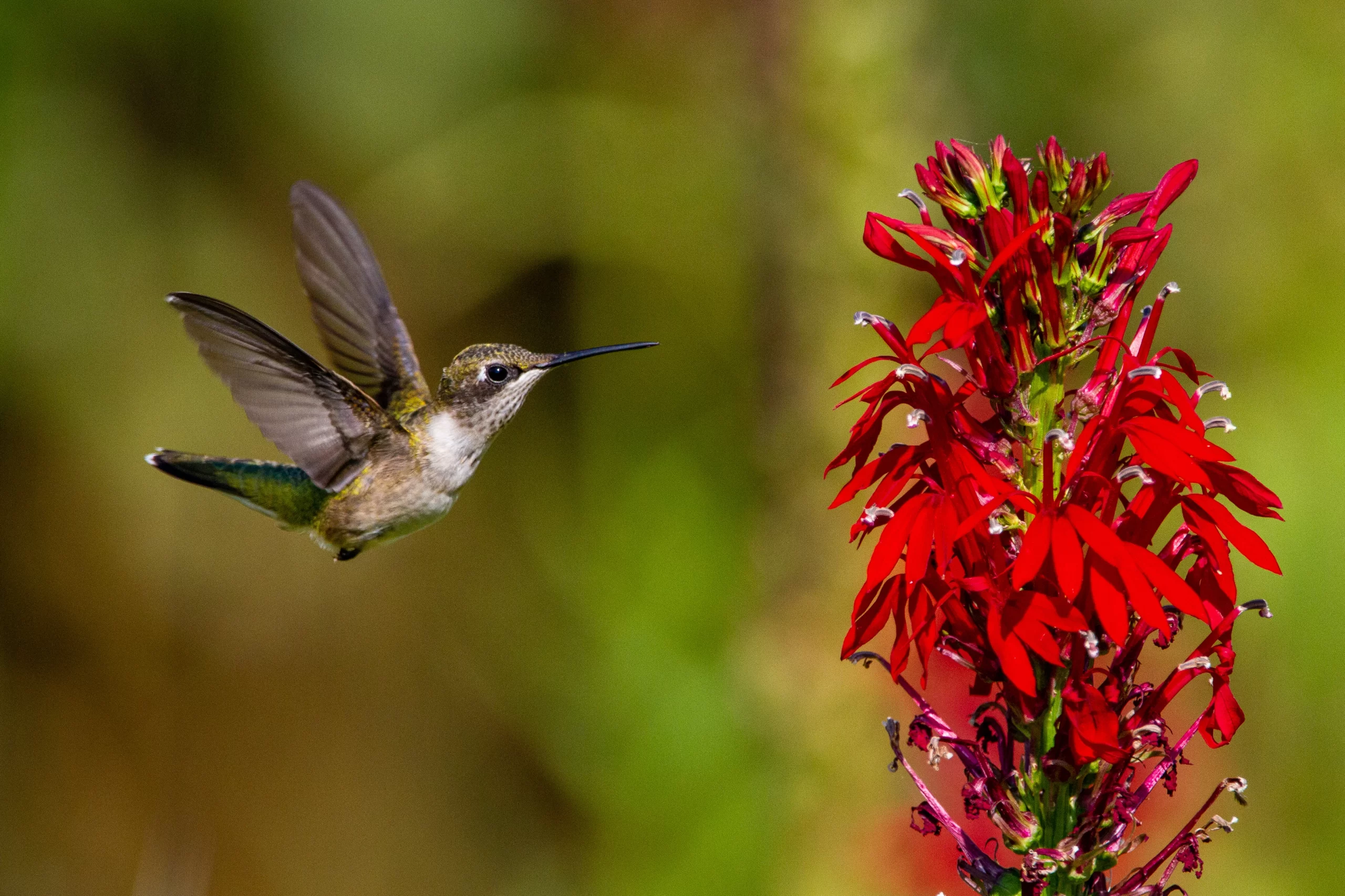 hummbingbird approaching Cardinal Flower